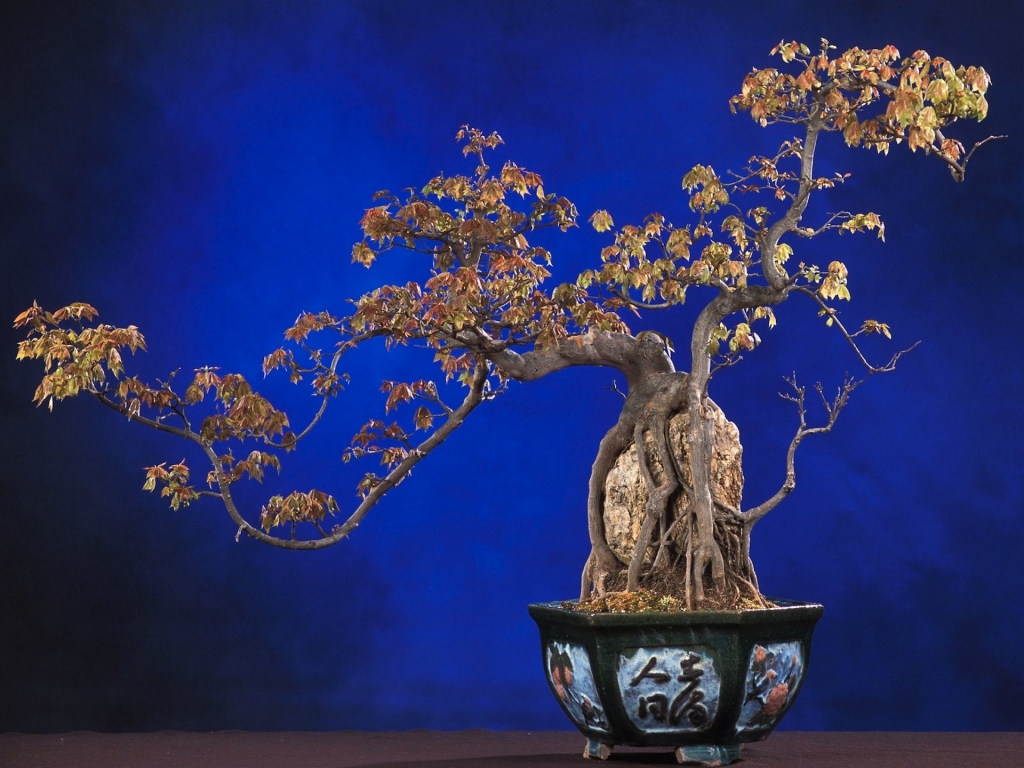 Bonsai_Wallpapers_Trident_Maple(www.CoolWallpapers.org).jpg