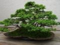 Bonsai_Wallpapers-1(www.CoolWallpapers.org).jpeg