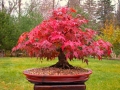 red_maple_Wallpapers_bonsai-4(www.CoolWallpapers.org).jpg
